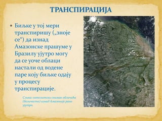  Биљке у тој мери
 транспиришу („зноје
 се“) да изнад
 Амазонске прашуме у
 Бразилу ујутро могу
 да се уоче облаци
 настали од водене
 паре коју биљке одају
 у процесу
 транспирације.
    Слика: сателитски снимак облачића
    (беличасто) изнад Амазоније рано
    ујутро.
 