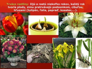 Život Rastlín 3. ročník pre Základné Školy na Slovensku | PPTX