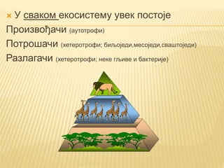  У сваком екосистему увек постоје
Произвођачи (аутотрофи)
Потрошачи (хетеротрофи; биљоједи,месоједи,сваштоједи)
Разлагачи (хетеротрофи; неке гљиве и бактерије)
 