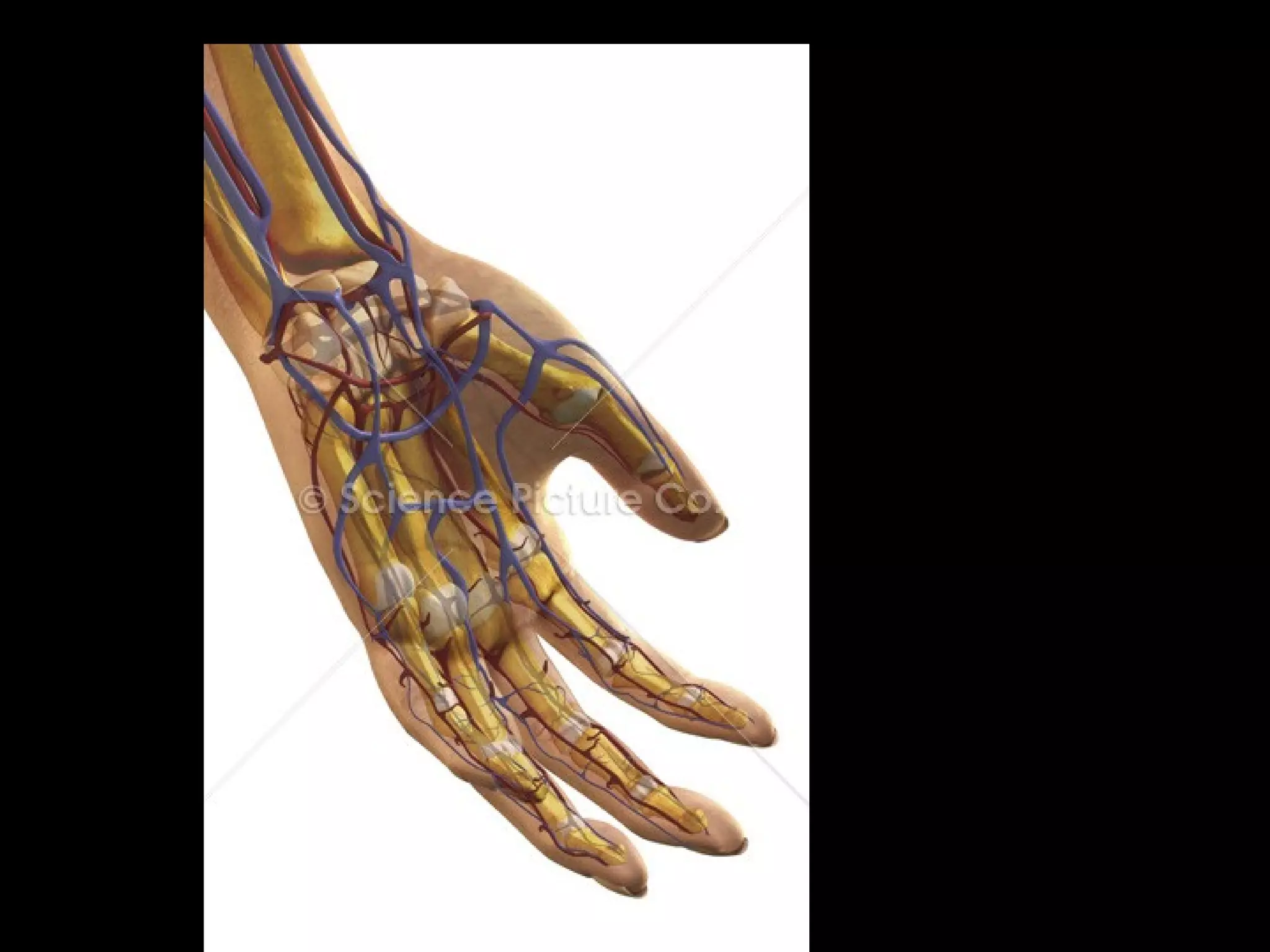 Cardiovascular system notes | PPT