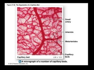 Capillary Mega Rib Cardiovascular system notes | PPT