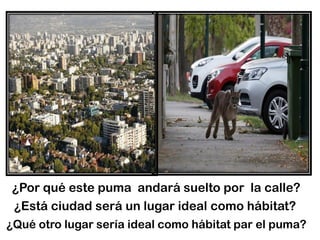 ¿Por qué este puma andará suelto por la calle?
¿Está ciudad será un lugar ideal como hábitat?
¿Qué otro lugar sería ideal como hábitat par el puma?
 
