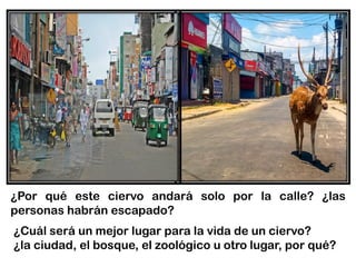¿Por qué este ciervo andará solo por la calle? ¿las
personas habrán escapado?
¿Cuál será un mejor lugar para la vida de un ciervo?
¿la ciudad, el bosque, el zoológico u otro lugar, por qué?
 