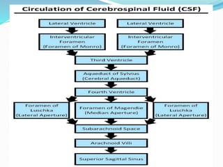 Circulation Of Cerebrospinal Fluid Flow Chart