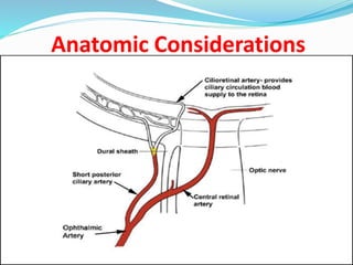 Anatomic Considerations
 