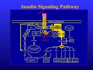 Y
Insulin Signaling Pathway
Insulin
InsulinReceptorInsulinReceptor
αα
ββ
Y PP
IRSIRS
ProteinsProteinsSHC
Grb2
mSoS
Grb2
mSoS
RaS
p85p85
p110p110
PI 3-KinasePI 3-Kinase
PDK1 (PDK2)
AktAkt
PTP-1B
PTP-1B
PP PP
PTEN
aPKCs PDE BAD
Anti-
apoptosis
Anti-
lipolysis
Glucose
transport
Gsk3ToRp70rak
Glycogen
synthesis
Protein
synthesis
RAF
MEK
MAPK
Gene Expression/
mitogenesis
90rak
Plasma membrane
Protein kinase
CK2
Ser/Ther-p
CAP
CblcrkII
Caveolae
Glucose & Lipid
metabolism
Gab 1Shp-2
VanadateVanadate
 