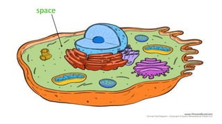 Cell teaching-demo | PPTX