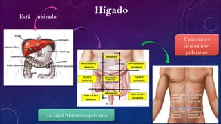 HígadoEstá ubicado
Cavidad Abdominopelviana
Cuadrantes
Abdomino-
pelvianos
 