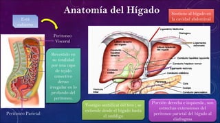 Anatomía del Hígado
Peritoneo
Visceral
Peritoneo Parietal
Está
cubierto
Revestido en
su totalidad
por una capa
de tejido
conectivo
denso
irregular en lo
profundo del
peritoneo.
Sostiene al hígado en
la cavidad abdominal
Vestigio umbilical del feto ( se
extiende desde el hígado hasta
el ombligo
Porción derecha e izquierda , son
estrechas extensiones del
peritoneo parietal del hígado al
diafragma
 