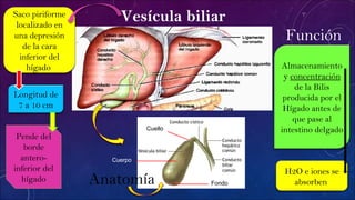 Vesícula biliarSaco piriforme
localizado en
una depresión
de la cara
inferior del
hígado
Longitud de
7 a 10 cm
Pende del
borde
antero-
inferior del
hígado Anatomía
Cuerpo
Cuello
Fondo
Almacenamiento
y concentración
de la Bilis
producida por el
Hígado antes de
que pase al
intestino delgado
Función
H2O e iones se
absorben
 