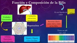 Función y Composición de la Bilis
1 Lobulillo:
estructura
hexagonal
Hepatocitos
Unidades
funcionales
Hepato: Hígado
Cito: Cavidad
Células
Epiteliales
especializadas
Secretan diario
entre 800 a 1000
ml de Bilis
Es un líquido de
color
Tiene un pH
7,6 – 8,6
 