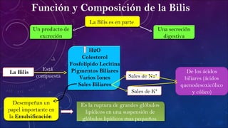 De los ácidos
biliares (ácidos
quenodesoxicólico
y cólico)
Función y Composición de la Bilis
La Bilis es en parte
Una secreción
digestiva
Un producto de
excreción
Está
compuesta
H2O
Colesterol
Fosfolípido Lecitina
Pigmentos Biliares
Varios Iones
Sales Biliares
Sales de K⁺
Sales de Na⁺
La Bilis
Desempeñan un
papel importante en
la Emulsificación
Es la ruptura de grandes glóbulos
lipídicos en una suspensión de
glóbulos lipídicos mas pequeños
Es la ruptura de grandes glóbulos
lipídicos en una suspensión de
glóbulos lipídicos mas pequeños
 
