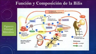 Función y Composición de la Bilis
Pigmento
Principal:
Bilirrubina
Pigmento
Principal:
Bilirrubina
 