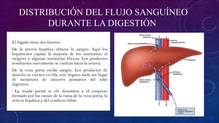 DISTRIBUCIÓN DEL FLUJO SANGUÍNEO
DURANTE LA DIGESTIÓN
• El hígado tiene dos fuentes:
• De la arteria hepática obtiene la sangre: Aquí los
hepatocitos captan la mayoría de los nutrientes, el
oxígeno y algunas sustancias tóxicas. Los productos
resultantes nuevamente se vuelcan hacia la arteria.
• De la vena porta recibe sangre: Los productos de
desecho se vierten en ella, este órgano suele ser lugar
de metástasis de cánceres primarios del tubo
digestivo.
• La triada portal se ele denomina a el conjunto
formado por las ramas de la rama de la vena porta, la
arteria hepática y del conducto biliar.
 
