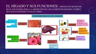 EL HÍGADO Y SUS FUNCIONES: ADEMÁS DE SECRETAR
BILIS, NECESARIA PARA LAABSORCIÓN DE LOS ALIMENTOS GRASOS, CUMPLE
MUCHAS FUNCIONES VITALES COMO:
 