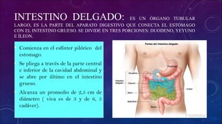 INTESTINO DELGADO: ES UN ÓRGANO TUBULAR
LARGO, ES LA PARTE DEL APARATO DIGESTIVO QUE CONECTA EL ESTÓMAGO
CON EL INTESTINO GRUESO. SE DIVIDE EN TRES PORCIONES: DUODENO, YEYUNO
E ÍLEON.
• Comienza en el esfínter pilórico del
estomago.
• Se pliega a través de la parte central
e inferior de la cavidad abdominal y
se abre por último en el intestino
grueso.
• Alcanza un promedio de 2,5 cm de
diámetro ( viva es de 3 y de 6, 5
cadáver).
 