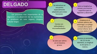 Los procesos mas importantes de la
digestión y la absorción de los nutrientes,
se producen en este órgano, (órgano
tubular largo)
Su estructura se
encuentra
especialmente
adaptada para estas
funciones
Solo su longitud ya
provee una enorme
superficie para la
digestión y absorción
Consta con
vellosidades y
microvellosidades
Empieza en el
esfínter pilórico del
estomago y se pliega
a través de la parte
central inferior de la
cavidad abdominal
Se abre por ultimo
en el intestino
grueso
Alcanza un promedio
de 2,5 cm de
diámetro, su longitud
es de aprox. 3
metros.
1 2
3 4
5 6
 