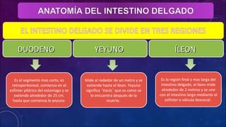 DUODENODUODENO YEYUNOYEYUNO ÍLEONÍLEON
Es el segmento mas corto, es
retroperitoneal, comienza en el
esfínter pilórico del estomago y se
extiende alrededor de 25 cm.
hasta que comienza le yeyuno
Mide al rededor de un metro y se
extiende hasta el íleon. Yeyuno
significa ¨Vacío¨ que es como se
lo encuentra después de la
muerte.
Es la región final y mas larga del
intestino delgado, el íleon mide
alrededor de 2 metros y se une
con el intestino largo mediante el
esfínter o válvula ileocecal.
 