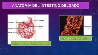 YEYUNO (anatomía interna)YEYUNO (anatomía interna)
Vista anterior de la anatomía externaVista anterior de la anatomía externa
 