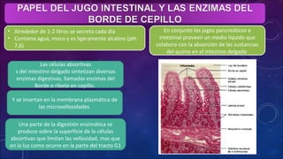 • Alrededor de 1-2 litros se secreta cada día
• Contiene agua, moco y es ligeramente alcalino (pH:
7,6)
En conjunto los jugos pancreáticos e
intestinal proveen un medio liquido que
colabora con la absorción de las sustancias
del quimo en el intestino delgado
Las células absortivas
s del intestino delgado sintetizan diversas
enzimas digestivas, llamadas enzimas del
Borde o ribete en cepillo.
Y se insertan en la membrana plasmática de
las microvellosidades
Una parte de la digestión enzimática se
produce sobre la superficie de la células
absortivas que limitan las vellosidad, mas que
en la luz como ocurre en la parte del tracto G1
 