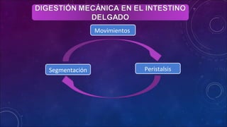 Movimientos
Segmentación Peristalsis
 