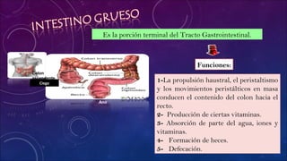 Es la porción terminal del Tracto Gastrointestinal.
1-La propulsión haustral, el peristaltismo
y los movimientos peristálticos en masa
conducen el contenido del colon hacia el
recto.
2- Producción de ciertas vitaminas.
3- Absorción de parte del agua, iones y
vitaminas.
4- Formación de heces.
5- Defecación.
Funciones:
Ciego
Colon
ascendente
Ano
 