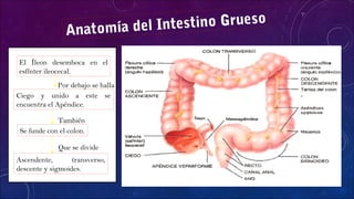 Ciego y unido a este se
encuentra el Apéndice.
El Íleon desemboca en el
esfínter ileocecal.
Por debajo se halla
Se funde con el colon.
También
Que se divide
Ascendente, transverso,
descente y sigmoides.
Anatomía del Intestino Grueso
 