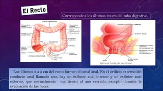 El Recto
Corresponde a los últimos 20 cm del tubo digestivo.
Los últimos 2 a 3 cm del recto forman el canal anal. En el orificio externo del
conducto anal llamado ano, hay un esfínter anal interno y un esfínter anal
externo, que normalmente mantienen al ano cerrado, excepto durante la
evacuación de las heces.
 