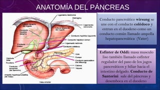 ANATOMÍA DEL PÁNCREAS
Conducto pancreático wirsung se
une con el conducto colédoco y
entran en el duodeno como un
conducto común llamado ampolla
hepatopancreática (Vater)
Esfínter de Oddi: masa musculo
liso también llamado esfínter
regulador del paso de los jugos
pancreáticos y biliar hacia el
intestino delgado. Conducto de
Santorini sale del páncreas y
desemboca en el duodeno
 