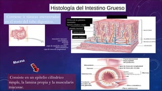muscularis mucusae
capa de musculo longitudinal
plexo mienterico
capa de musculo circular
vénula
arteriola
vaso linfático
nódulo linfático
glándula intestinal
lamina propia
Epitelio cilíndrico simple
Orificio de las glándulas
intestinales
Luz del intestino grueso
Histología del Intestino Grueso
Contiene 4 túnicas encontradas
en el resto del tubo digestivo.
Mucosa
Consiste en un epitelio cilíndrico
simple, la lamina propia y la muscularis
mucusae.
 