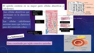 El epitelio contiene en su mayor parte células absortivas y
calciformes.
Orificio de las
glándulas
intestinales
Glándula
intestinal
muscularis mucusae
submucosa
células absortivas
células calciformes
nódulo linfático
micro vellosidades
Las células absortivas que
participan en la absorción
del agua.
Las células caliciformes
secretan moco que lubrica el
paso del contenido colico.
La Submucosa
Esta constituido por tejido conectivo aereolar.
 