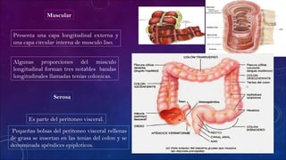 Muscular
Pequeñas bolsas del peritoneo visceral rellenas
de grasa se insertan en las tenias del colon y se
denominada apéndices epiploticos.
Presenta una capa longitudinal externa y
una capa circular interna de musculo liso.
Algunas proporciones del musculo
longitudinal forman tres notables bandas
longitudinales llamadas tenias colonicas.
Serosa
Es parte del peritoneo visceral.
 