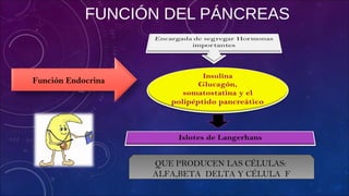 FUNCIÓN DEL PÁNCREAS
Función Endocrina
QUE PRODUCEN LAS CÉLULAS:
ALFA,BETA DELTA Y CÉLULA F
 
