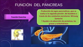 Función Exocrina
Producción de jugos pancreáticos ,que se
vuelca a la segunda porción del duodeno a
través de dos conductos excretores: Wirsung
Santorini
Ayudar a la absorción de proteínas, las
grasas y carbohidratos
FUNCIÓN DEL PÁNCREAS
 