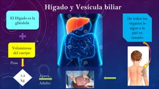 Hígado y Vesícula biliar
El Hígado es la
glándula
Voluminosa
del cuerpo
1,4
kg
Pesa
Adulto
Aprox.
De todos los
órganos le
sigue a la
piel en
tamaño
 
