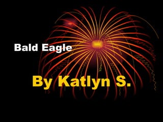 Bald Eagle By Katlyn S. 