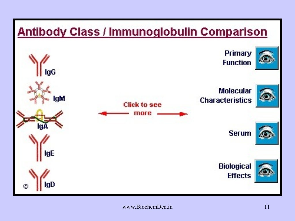 What are Antibodies? Types of Antibodies