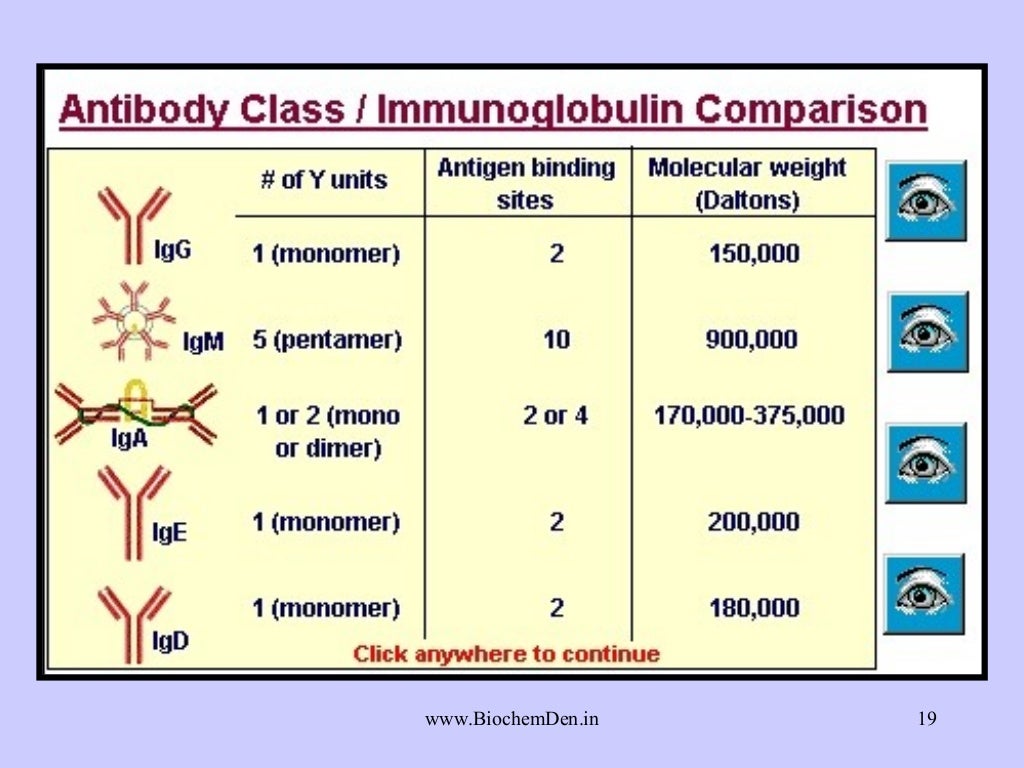 What are Antibodies? Types of Antibodies
