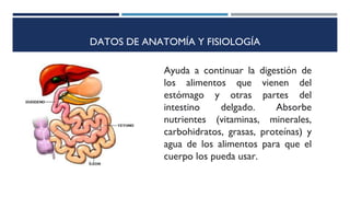 DATOS DE ANATOMÍA Y FISIOLOGÍA
Ayuda a continuar la digestión de
los alimentos que vienen del
estómago y otras partes del
intestino delgado. Absorbe
nutrientes (vitaminas, minerales,
carbohidratos, grasas, proteínas) y
agua de los alimentos para que el
cuerpo los pueda usar.
 
