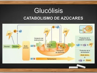Glucólisis
CATABOLISMO DE AZÚCARES
 