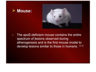  Mouse:
- The apoE-deficient mouse contains the entire
spectrum of lesions observed during
atherogenesis and is the first mouse model to
develop lesions similar to those in humans. 12,13
 