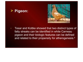  Pigeon:
- Tesar and Kottke showed that two distinct types of
fatty streaks can be identified in white Carneau
pigeon and their biologic features can be defined
and related to their propensity for atherogenesis.6
 