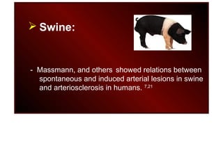  Swine:
- Massmann, and others showed relations between
spontaneous and induced arterial lesions in swine
and arteriosclerosis in humans. 7,21
 