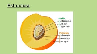 Estructura