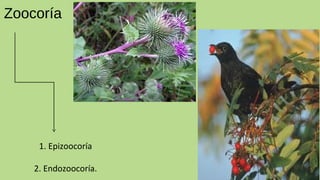 Zoocoría
1. Epizoocoría
2. Endozoocoría.
