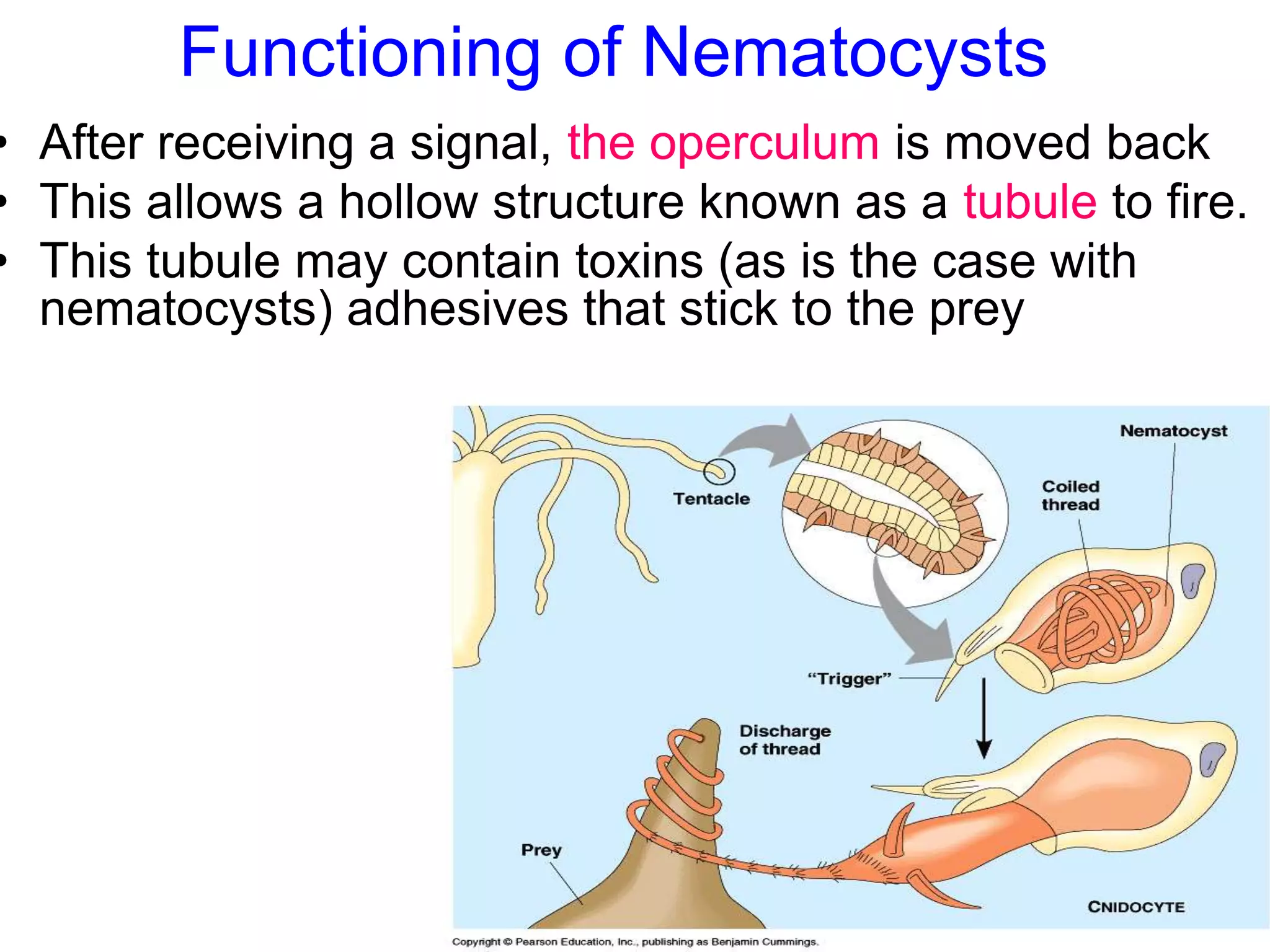 Functioning of Nematocysts
• After receiving a signal, the operculum is moved back
• This allows a hollow structure known as a tubule to fire.
• This tubule may contain toxins (as is the case with
nematocysts) adhesives that stick to the prey
 
