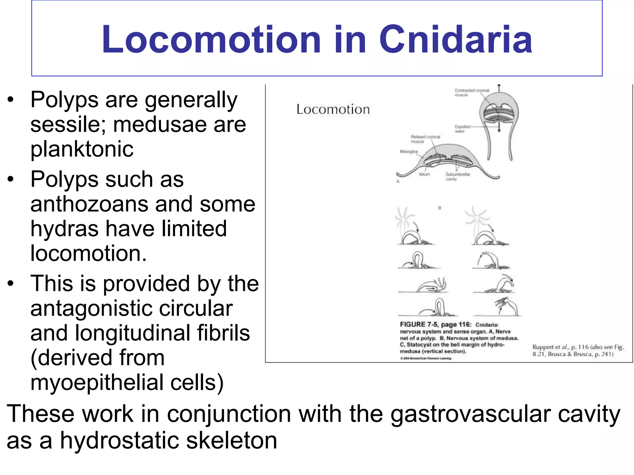 Locomotion in Cnidaria
• Polyps are generally
sessile; medusae are
planktonic
• Polyps such as
anthozoans and some
hydras have limited
locomotion.
• This is provided by the
antagonistic circular
and longitudinal fibrils
(derived from
myoepithelial cells)
These work in conjunction with the gastrovascular cavity
as a hydrostatic skeleton
 
