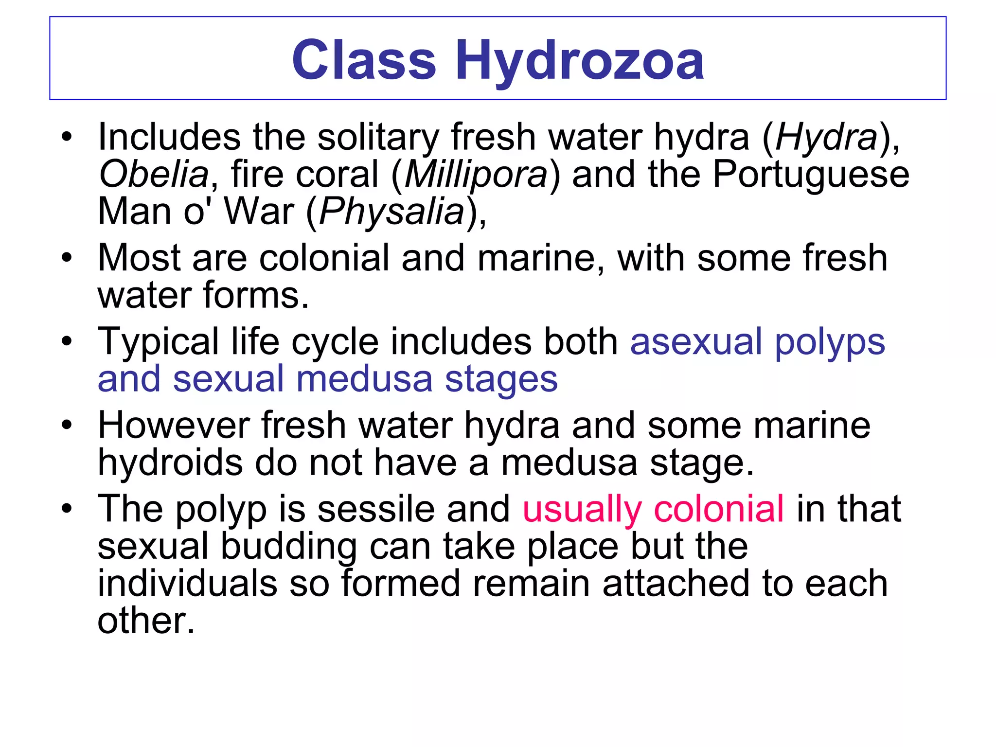Class Hydrozoa
• Includes the solitary fresh water hydra (Hydra),
Obelia, fire coral (Millipora) and the Portuguese
Man o' War (Physalia),
• Most are colonial and marine, with some fresh
water forms.
• Typical life cycle includes both asexual polyps
and sexual medusa stages
• However fresh water hydra and some marine
hydroids do not have a medusa stage.
• The polyp is sessile and usually colonial in that
sexual budding can take place but the
individuals so formed remain attached to each
other.
 