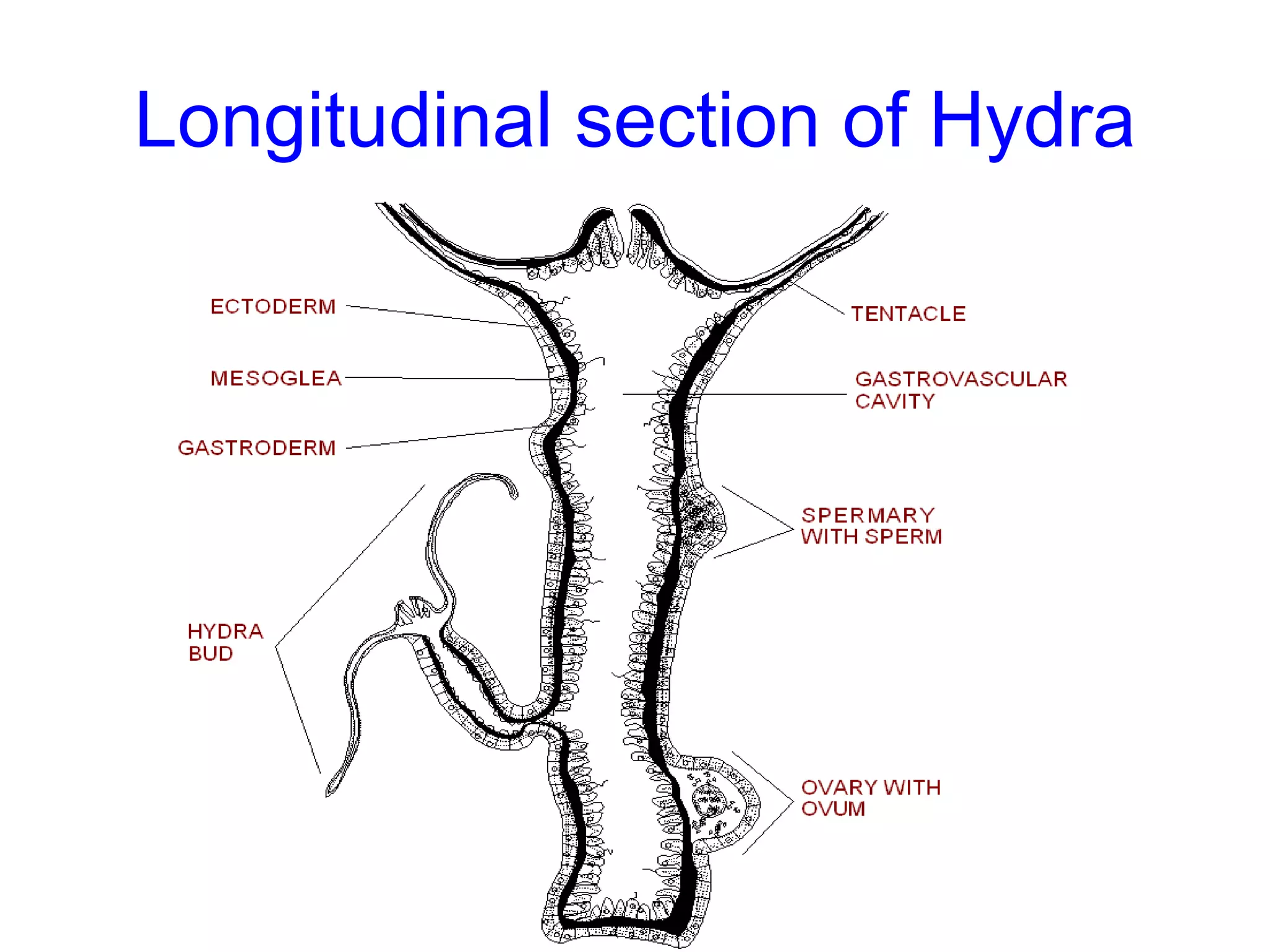 Longitudinal section of Hydra
 