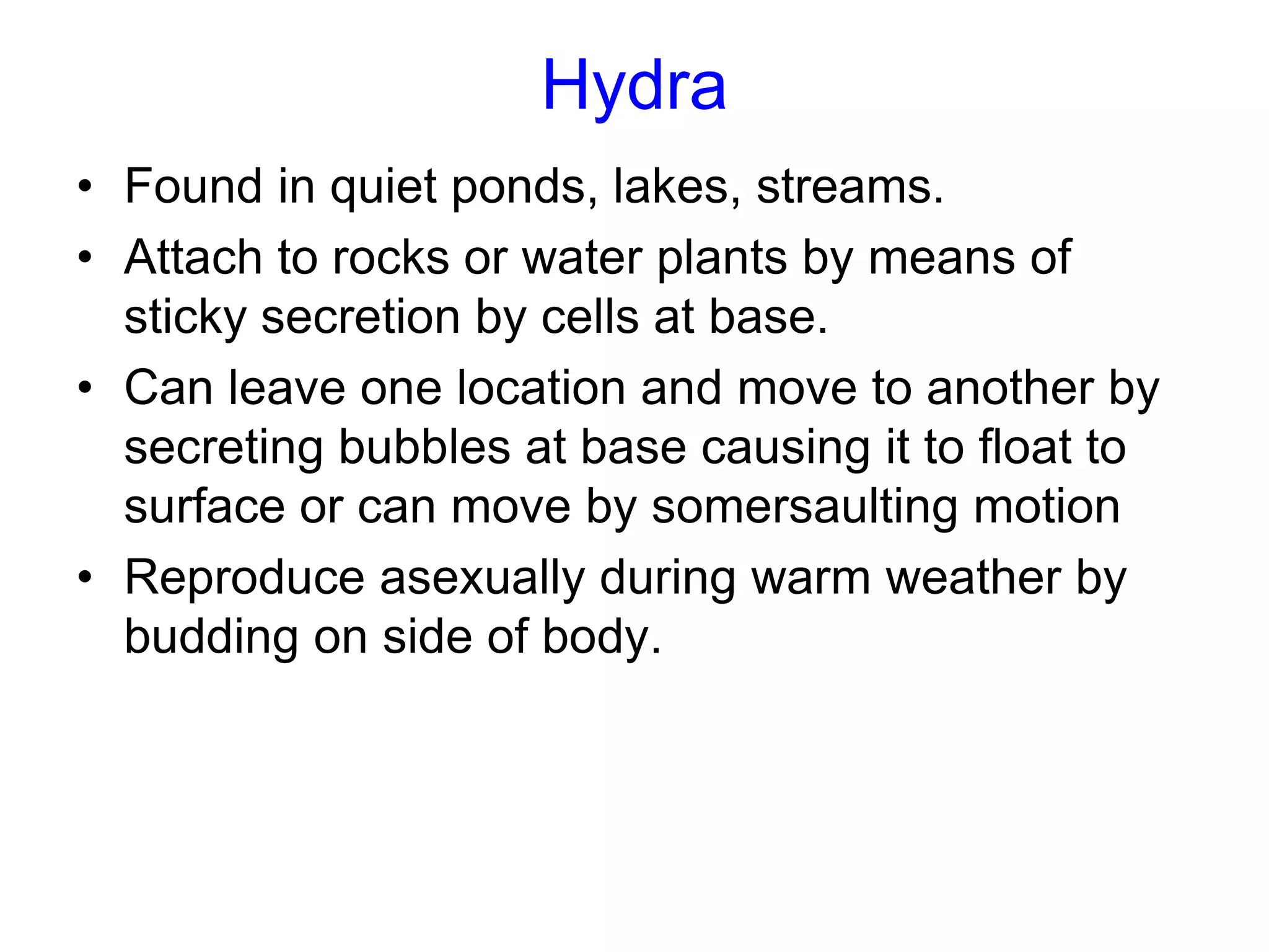 Hydra
• Found in quiet ponds, lakes, streams.
• Attach to rocks or water plants by means of
sticky secretion by cells at base.
• Can leave one location and move to another by
secreting bubbles at base causing it to float to
surface or can move by somersaulting motion
• Reproduce asexually during warm weather by
budding on side of body.
 